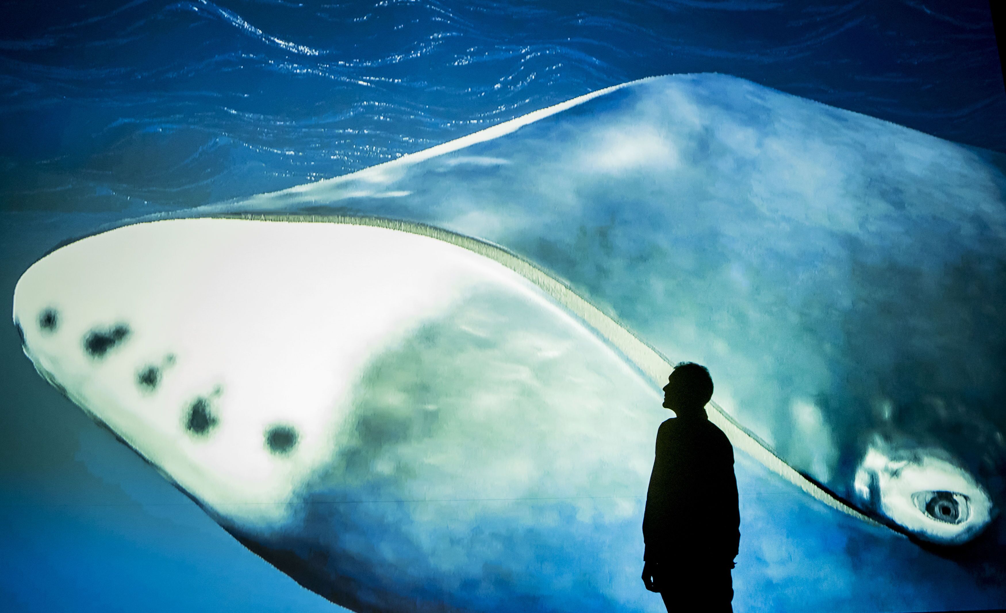 A new study finds that the bowhead whales produce loads of a protein that repairs the DNA in cells before they can become pre-cancerous.